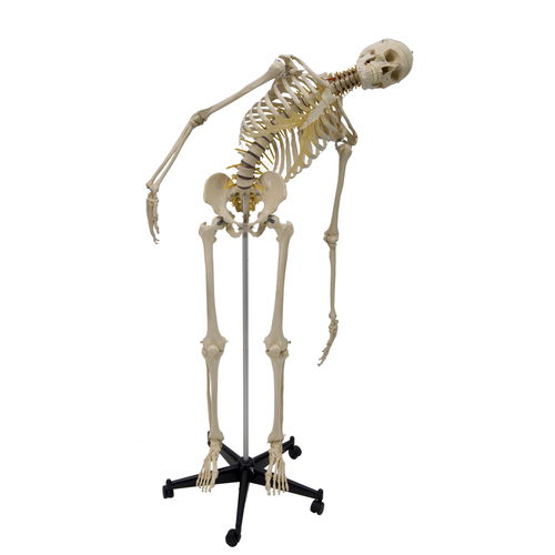 Modello anatomico di scheletro - A200.2 - RÜDIGER - ANATOMIE  - di cranio / di mandibola / di articolazione