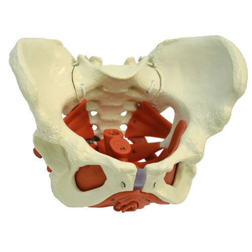 Modello anatomico di bacino - A276 - RÜDIGER - ANATOMIE  - ad uso didattico / femminile / flessibile