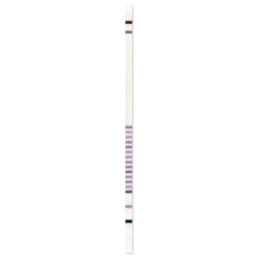 Striscia analitica della fibrosi cistica - CF StripAssay® - ViennaLab Diagnostics  - di mutazioni genetiche / clinica / molecolare