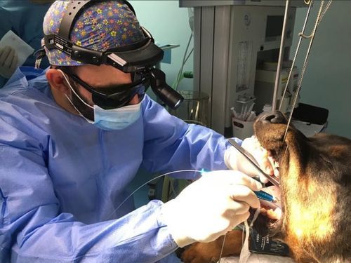 Laser veterinario per chirurgia dentale veterinaria - GIGAALASER - a diodo / Nd:Yag / trasportabile