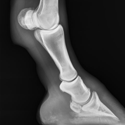 Modulo software veterinario - SmartRotate™ - AGFA - per equini / per imaging veterinario / diagnostico