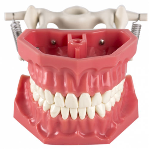 Modello anatomico di mandibola - BLK 3405 - BILKIM CO. LTD. - ad uso didattico