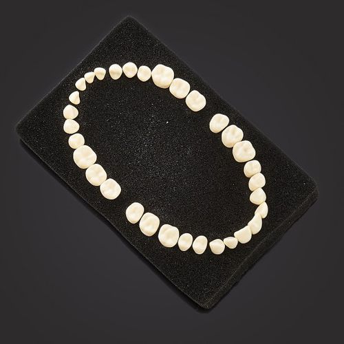 Modello anatomico di denti - 3408 - BILKIM CO. LTD. - ad uso didattico