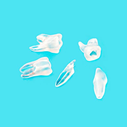 Modello anatomico di denti - 2633-101-PCL - CERKAMED   - di canale radicolare / didattico