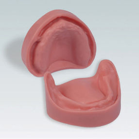 Modello anatomico di dentatura - B-3 NMJ WOK - frasaco - gengivale / per implantologia / didattico