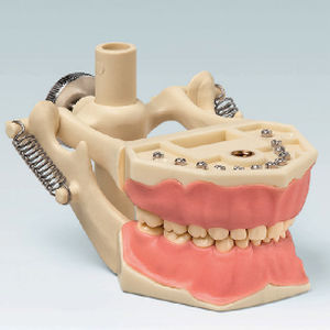 Modello anatomico di dentatura - AK-6/2 DAK - frasaco - di dimostrazione