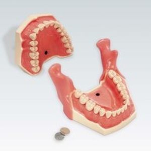 Modello anatomico odontoiatrico - AG-3 IB - frasaco - per anestesia odontoiatrica