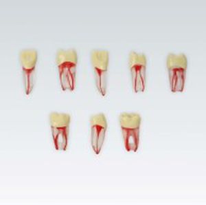 Modello anatomico di denti - ANA-4 ZPUKN series - frasaco - per cure odontoiatriche / didattico / trasparente