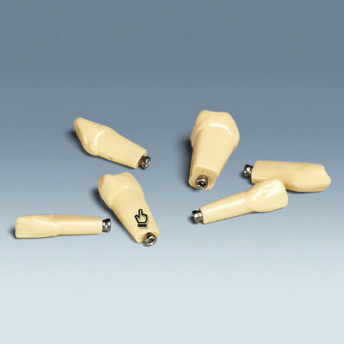 Modello anatomico di denti - ANKA-4 Z - frasaco - ad uso didattico