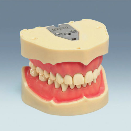 Modello anatomico di dentatura - ANA-4 - frasaco - ad uso didattico
