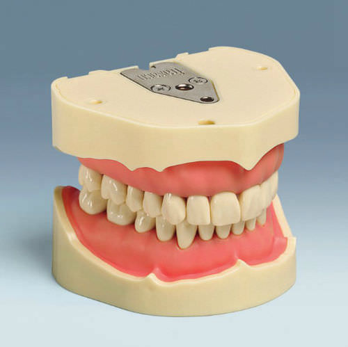 Modello anatomico di dentatura - ANA-4 V - frasaco - ad uso didattico