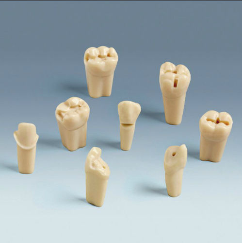 Modello anatomico di denti - ANA-4 ZP - frasaco - ad uso didattico