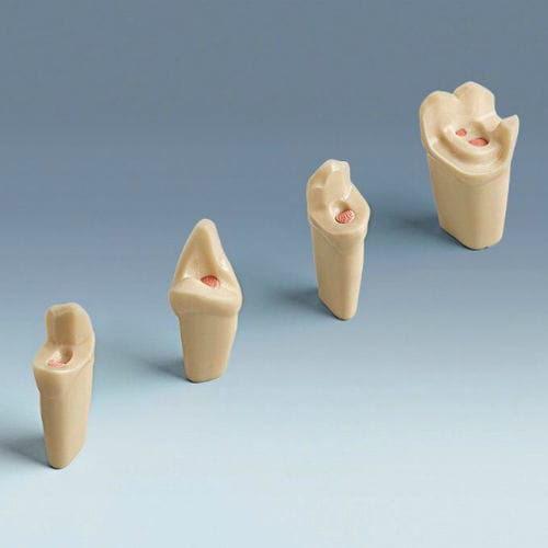 Modello anatomico di denti - ANA-4 ZEE - frasaco - ad uso didattico