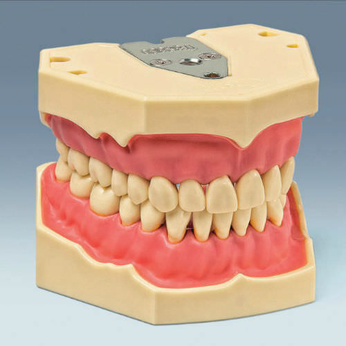 Modello anatomico di dentatura - AG-3 - frasaco - ad uso didattico