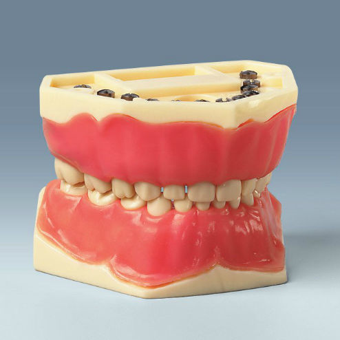 Modello anatomico di dentatura - AK-6/2 - frasaco - ad uso didattico / di bambino