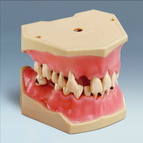 Modello anatomico di dentatura - A-PB - frasaco - ad uso didattico