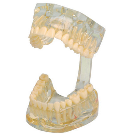 Modello anatomico di dentatura - 355641 - Hager & Werken - di dimostrazione / trasparente