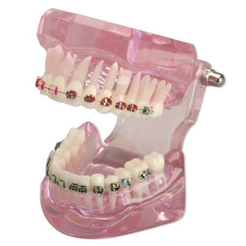 Modello anatomico di dentatura - 355645 - Hager & Werken - per ortodonzia / di dimostrazione / in plastica