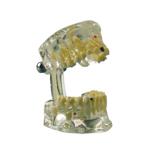 Modello anatomico di mandibola - 355643 - Hager & Werken - di denti / odontoiatrico / di mascella