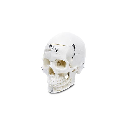 Modello anatomico di cranio - B20 - LARIDENT S.R.L.   - ad uso didattico