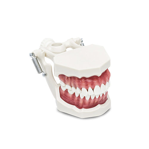 Modello anatomico di dentatura - B22 - LARIDENT S.R.L.   - ad uso didattico