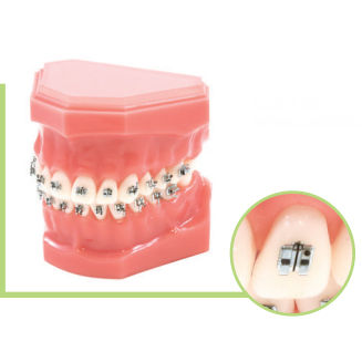 Modello anatomico di dentatura - T34 series - LEONE S.p.a.   - per ortodonzia / di dimostrazione