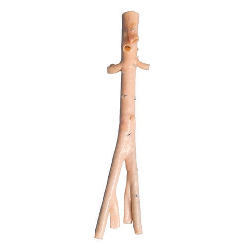 Bioprotesi vascolare aorta addominale - AngioGraft® - Lifenet Health   - arteria iliaca / allotrapianto