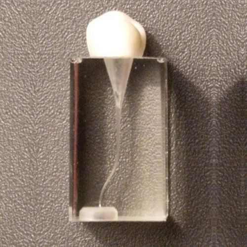 Modello anatomico di denti - SP011 - Navadha Enterprises   - per endodonzia / ad uso didattico / trasparente