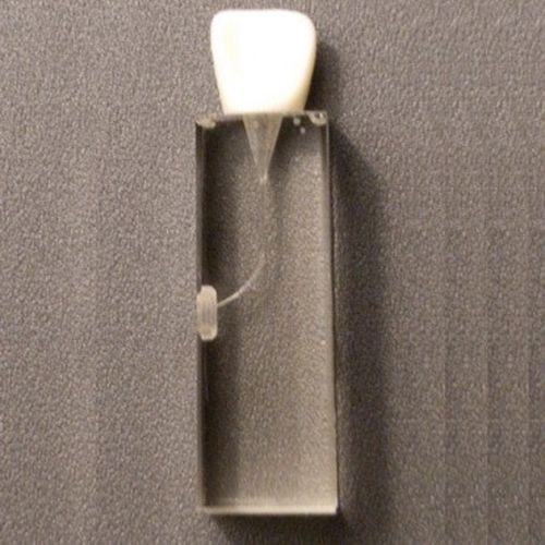Modello anatomico di denti - SP012 - Navadha Enterprises   - per endodonzia / ad uso didattico / trasparente