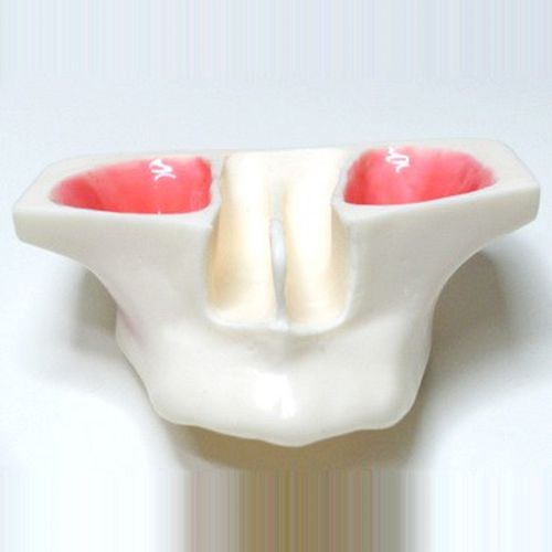 Modello anatomico di mandibola - SP042 - Navadha Enterprises   - odontoiatrico / ad uso didattico / per rialzo del seno nasale