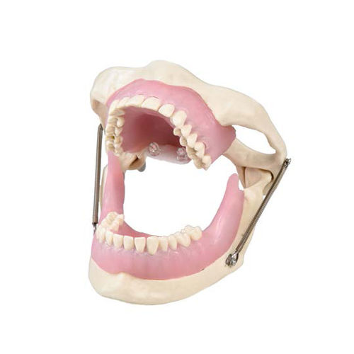 Modello anatomico di mandibola - SP015 - Navadha Enterprises   - di mandibola / di dentatura / per chirurgia odontoiatrica