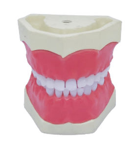 Tipodonto di denti - SP068 - Navadha Enterprises   - di mandibola / odontoiatrico / didattico