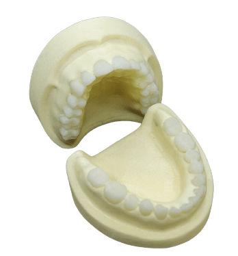 Modello anatomico di mandibola - SP016 - Navadha Enterprises   - odontoiatrico / didattico / bianco