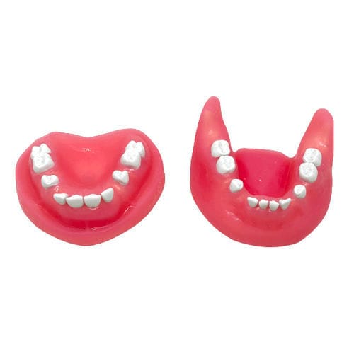 Modello anatomico di mandibola - SP065A - Navadha Enterprises   - per chirurgia / odontoiatrico / didattico