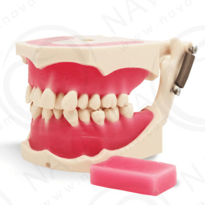 Modello anatomico di mandibola - SP069 - Navadha Enterprises   - per ortodonzia / didattico