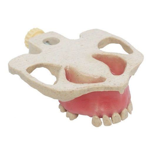 Modello anatomico di seno nasale - SP017A - Navadha Enterprises   - per implantologia / per rialzo del seno nasale