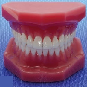 Modello anatomico odontoiatrico - NA019 - Navadha Enterprises   - odontoiatrico / di dimostrazione / articolato