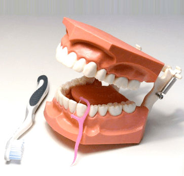Modello anatomico di bocca - SP070 - Navadha Enterprises   - per igiene dentale / di dimostrazione