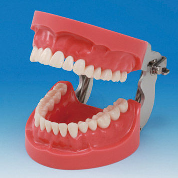 Modello anatomico di dentatura - PRO2001-UL-HD-FEM-32 - Nissin Dental Products Inc.   - gengivale / didattico / in silicone