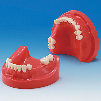 Modello anatomico mandibolare - MIS-HD Series - Nissin Dental Products Inc.   - di dentatura / gengivale / didattico