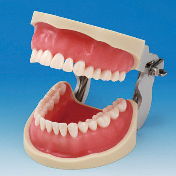 Modello anatomico facciale - CON2001-UL-SP-FEM-32 - Nissin Dental Products Inc.   - di dentatura / gengivale / di profilassi dentale