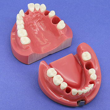 Modello anatomico di mandibola - CON1002 Series - Nissin Dental Products Inc.   - di dentatura / di canale radicolare / per endodonzia