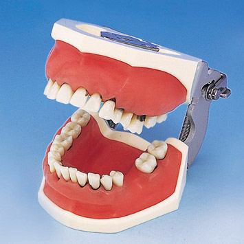 Modello anatomico di dentatura - PER1001-UL-SP-FEM-32 - Nissin Dental Products Inc.   - per chirurgia / per parodonzia / didattico