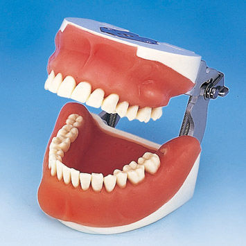 Modello anatomico di dentatura - SUG1003-UL-SP-FEM-28 - Nissin Dental Products Inc.   - per chirurgia / didattico / di estrazione