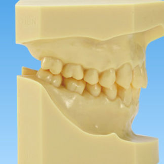 Modello anatomico di dentatura - ORT - Nissin Dental Products Inc.   - per ortodonzia / didattico / in resina