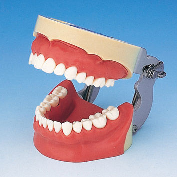 Modello anatomico di dentatura - SUG1004-UL-SP-FEM-28 - Nissin Dental Products Inc.   - gengivale / didattico / per iniezioni