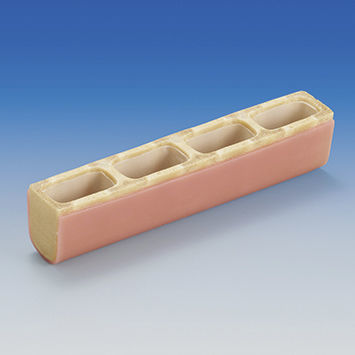 Modello anatomico di seno nasale - IMP1036-T-SP - Nissin Dental Products Inc.   - odontoiatrico / di costola / didattico