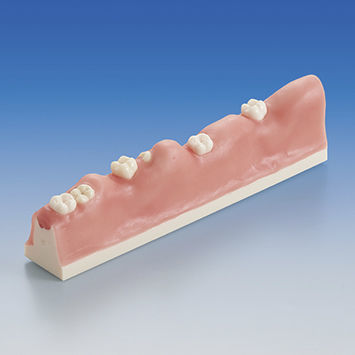 Modello anatomico odontoiatrico - SUG1010-T-SP - Nissin Dental Products Inc.   - per estrazione dentale / didattico