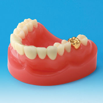 Modello anatomico di dentatura - PE-PRO001 - Nissin Dental Products Inc.   - gengivale / per protesistica dentale / ad uso didattico