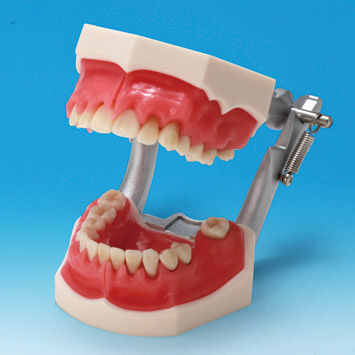 Modello anatomico osseo - PE-PER003 - Nissin Dental Products Inc.   - di dentatura / gengivale / per parodonzia